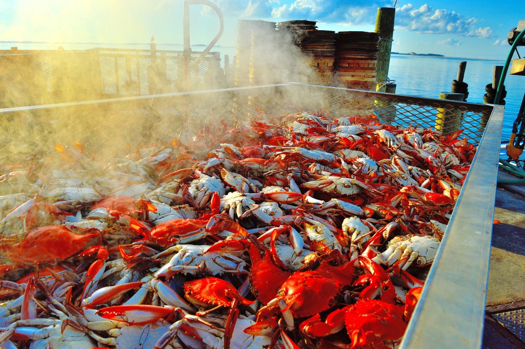 Blue crabs. Photo by Tom Pelton