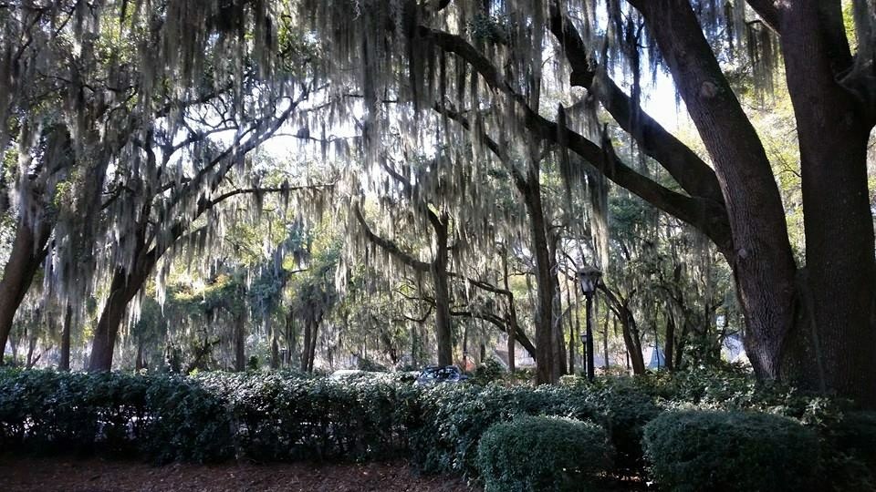 Towering oaks and Spanish moss become frequent sights on the southern half of the ICW