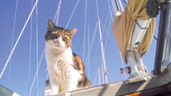 Cats Boats  Purring Across the Ocean SpinSheet