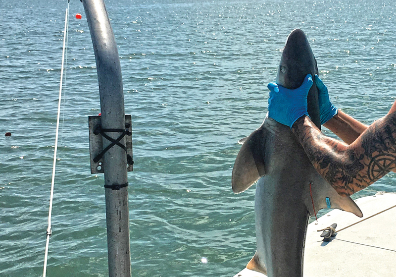 sandbar shark