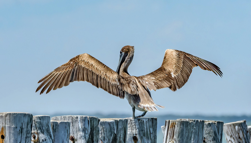 Pelican spreading its wings