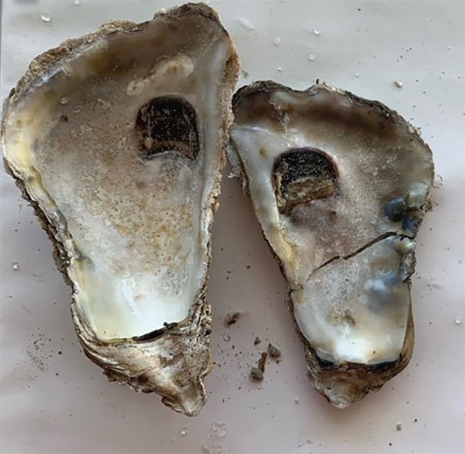 Two oyster shells, each with a deep brown hole near the top. The smaller shell on the right also has bluish-black bumps on its side and a crack across the middle.