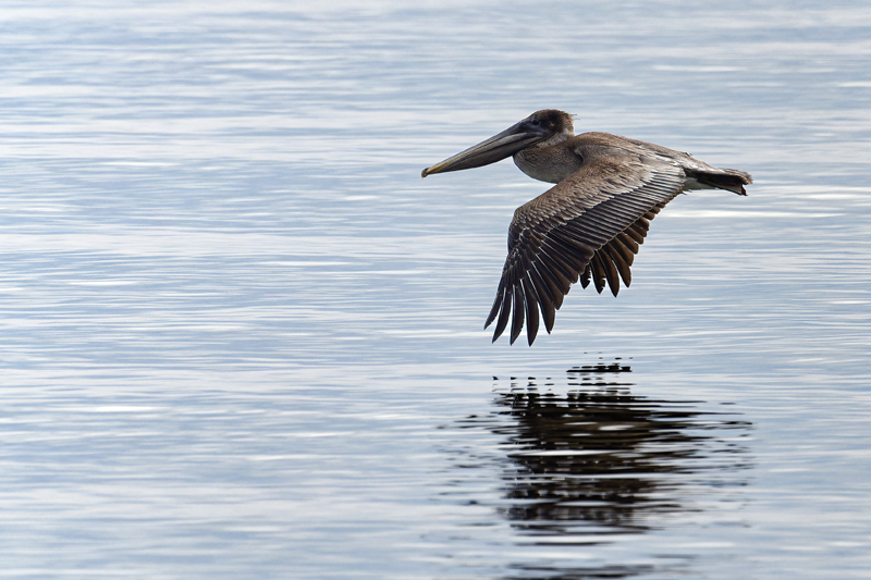 pelican flying over water