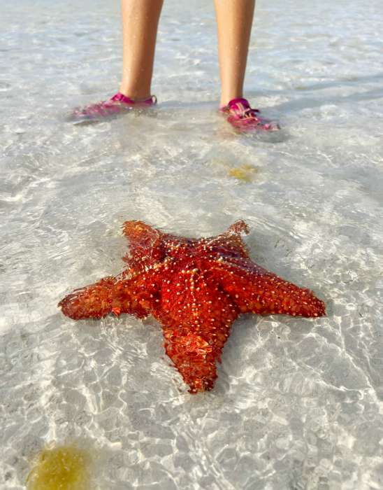 impressive starfish bahamas sailing