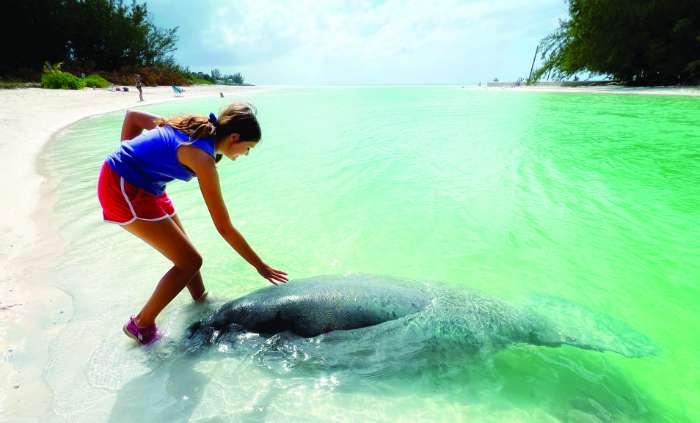 friendly manatee bahamas