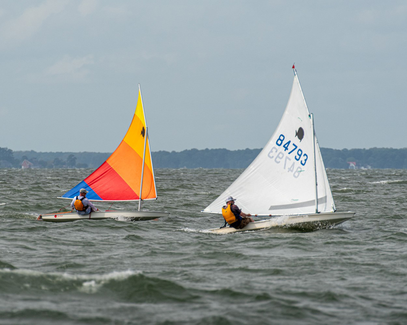 Sunfish sailboats racing