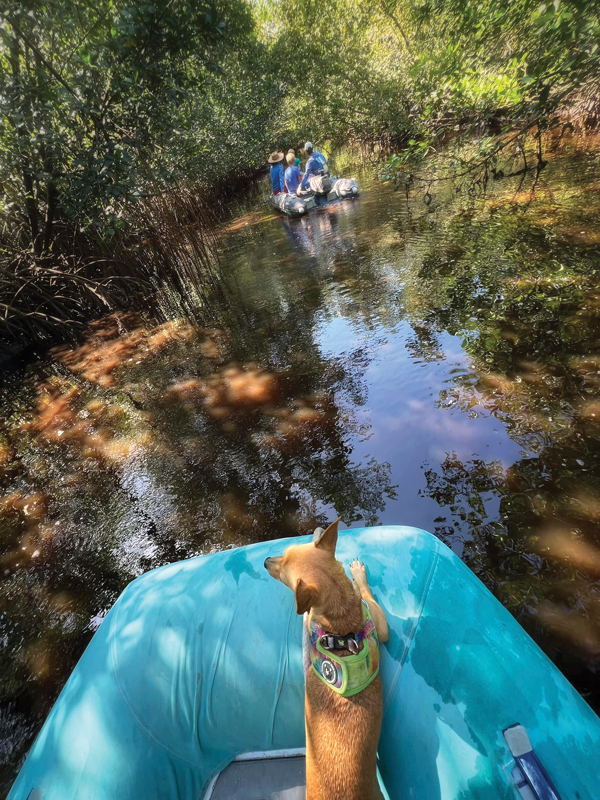 Mangroves at Los Haitises National Park