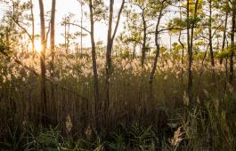 Along much of the byway, the landscape remains unchanged since Tubman's time. Photo courtesy of Dorchester Tourism